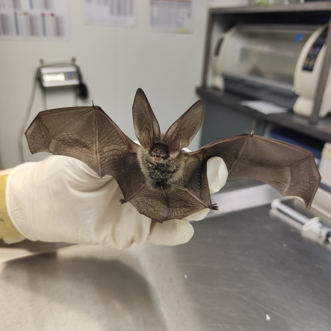 Secrets de chauves-souris Parking du nouveau cimetière Andernos-les-Bains