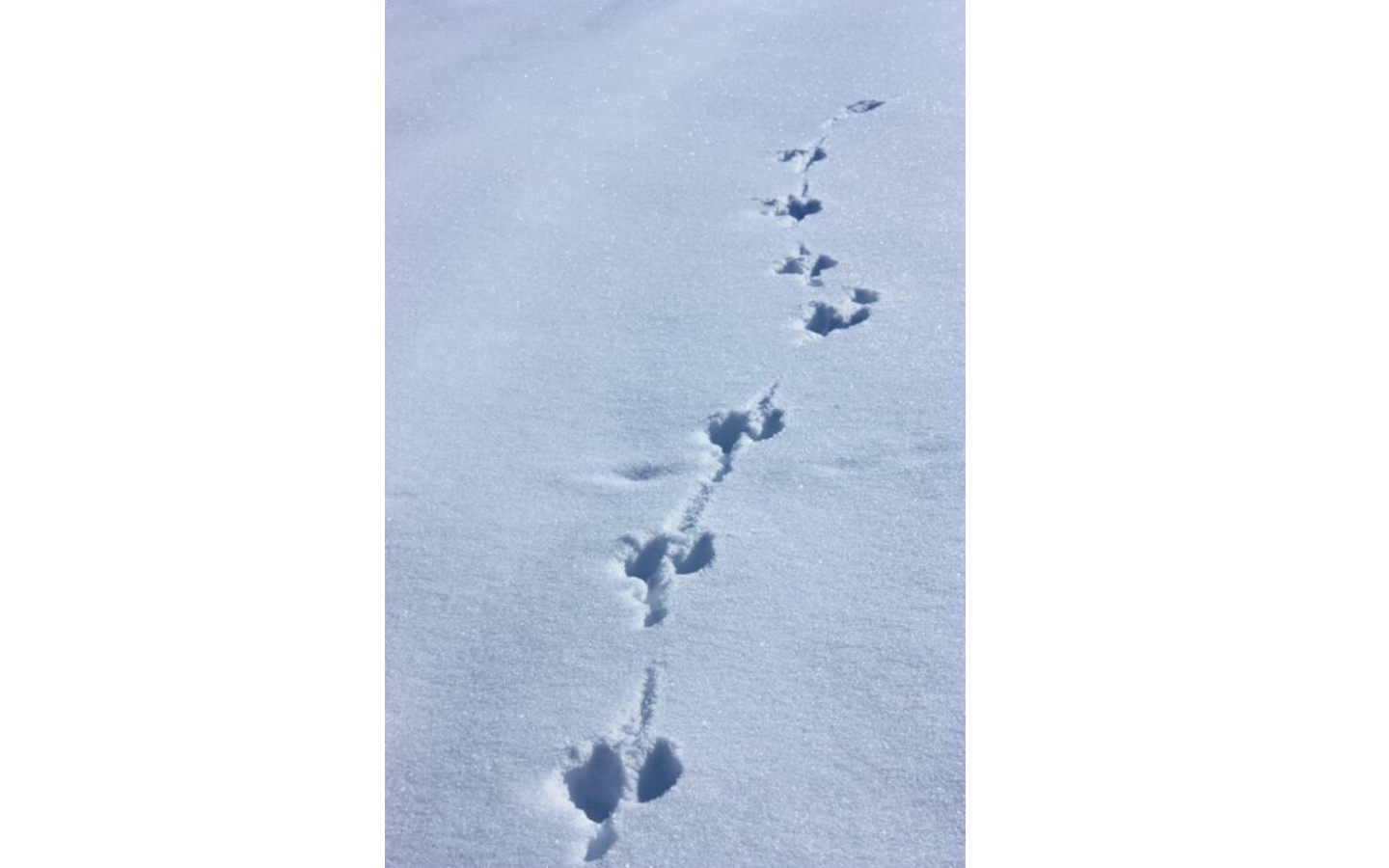 Sortie accompagnée Mendi Gaiak balade petit trappeur à Iraty