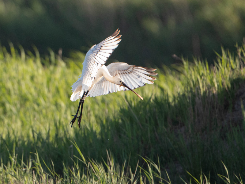 Sortie Natura 2000 Les 4 Fantastiques A la découverte des oiseaux migrateurs