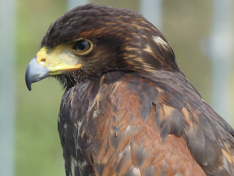 Sortie Natura 2000 Les 4 Fantastiques sur les terres des Rapaces Diurnes