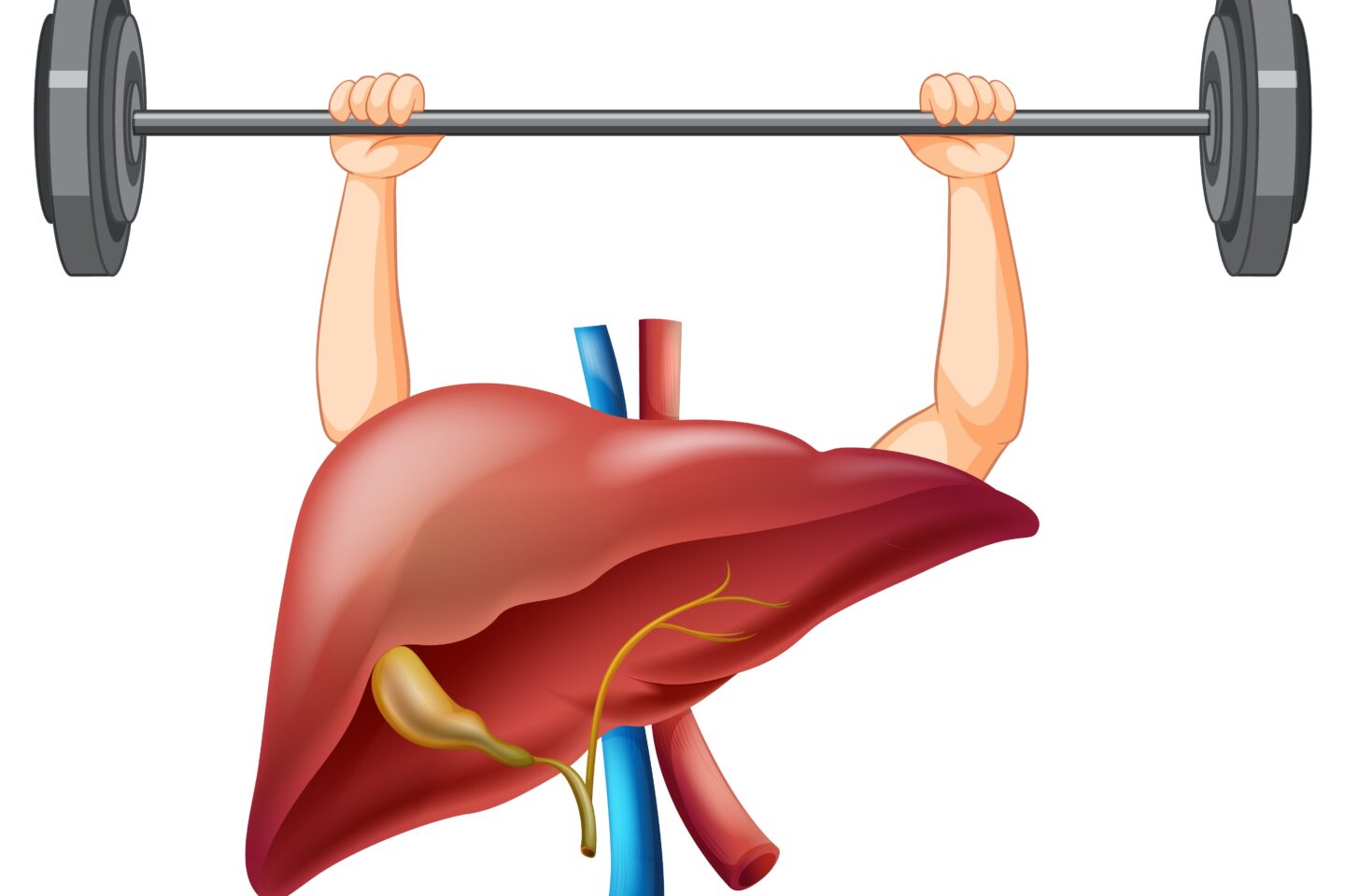 Soutenir le foie l'organe du printemps