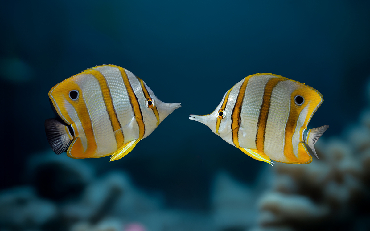 Une (autre) Saint-Valentin 2026 Palais de la Porte Dorée  PARIS