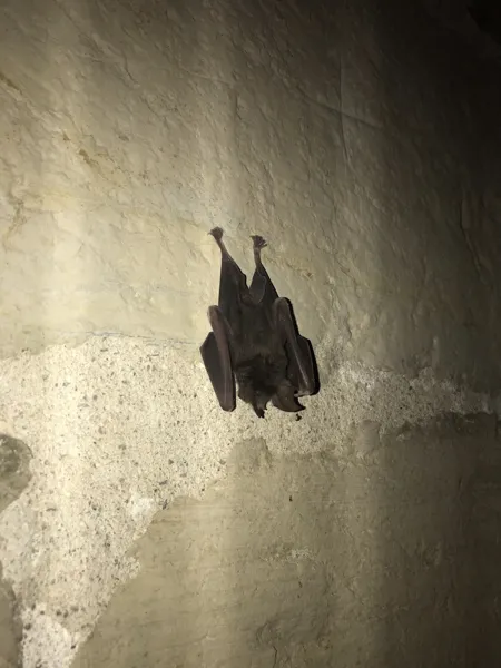 Visite à la découverte des chauves-souris de la chartreuse Saint-Sauveur