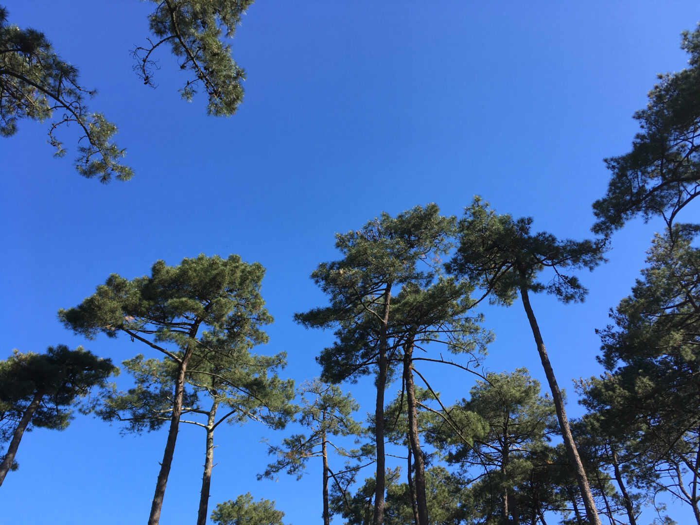 Visite des forages de la forêt du Pignada