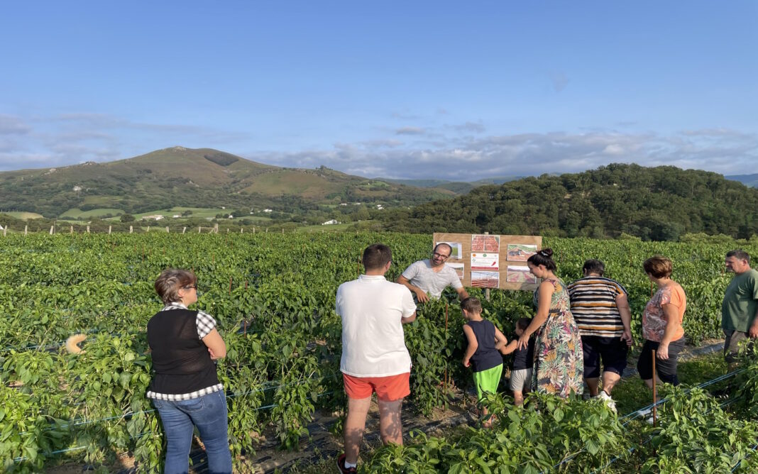 Visite d&rsquo;une ferme familiale de piment d&rsquo;Espelette  Ainhoa