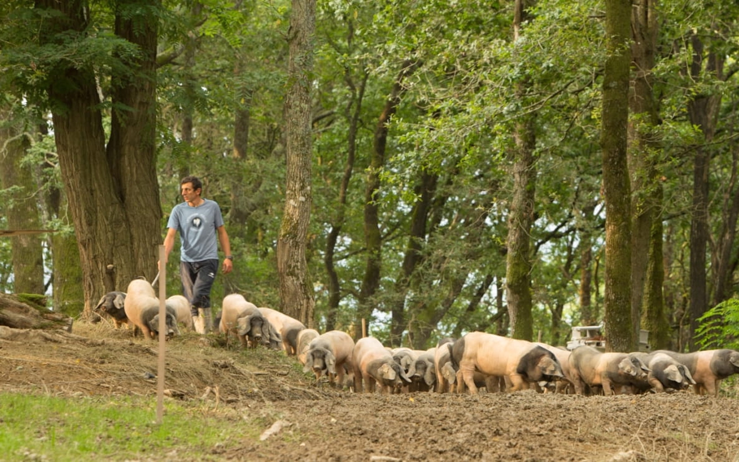 Visite d’une ferme familiale de porcs Kintoa et de piment d’Espelette