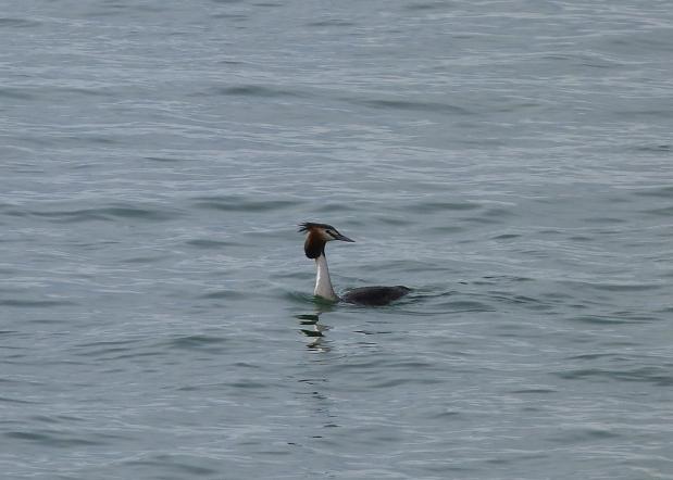 Visite guidée Les oiseaux pélagiques hivernants