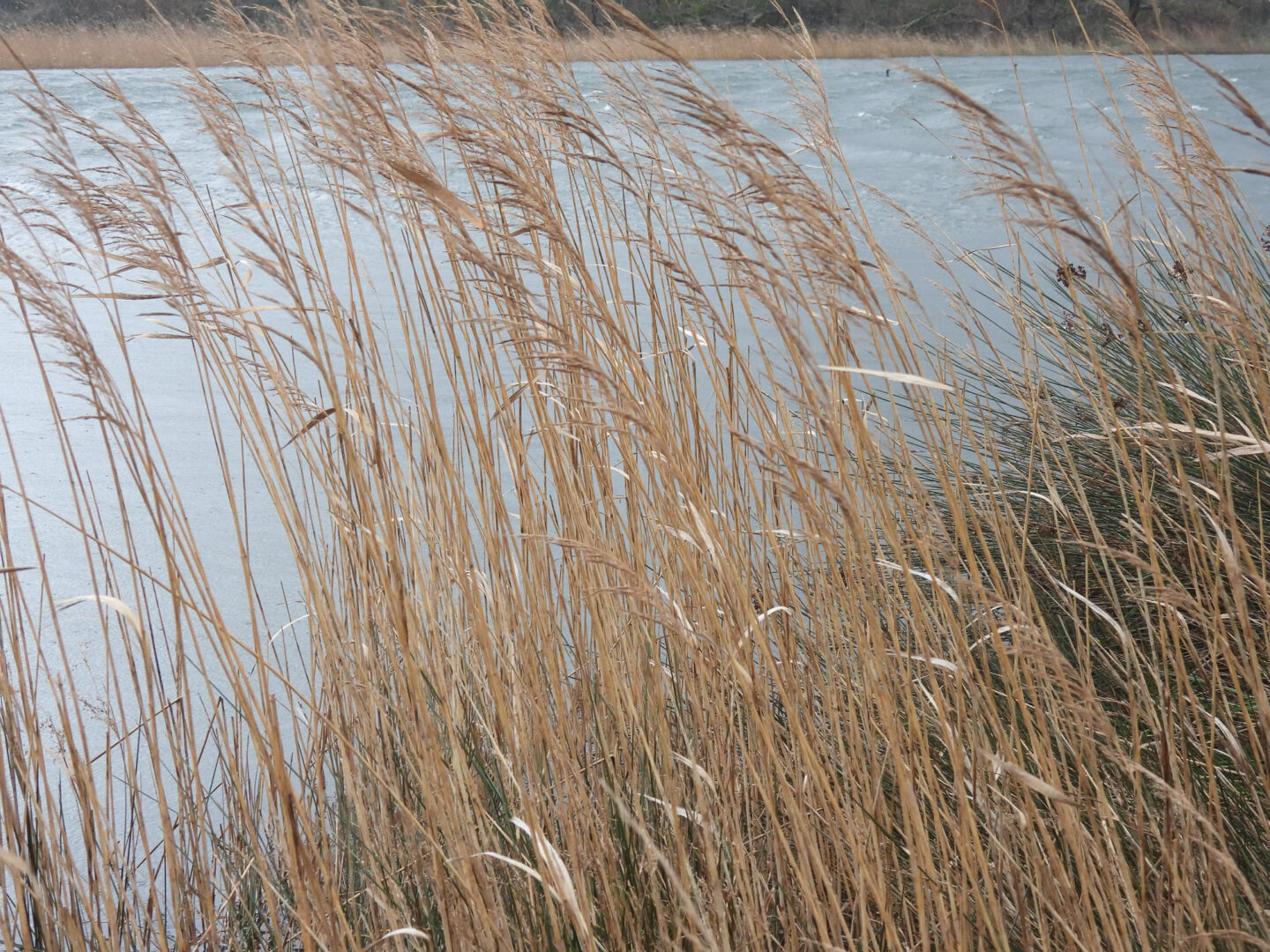 Vive les zones humides ! Copie