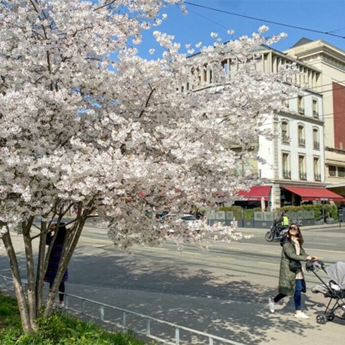 40 arbres de la Ville de Genève au fil des saisons Bibliothèque de la Cité Genève