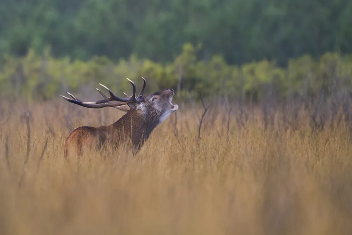 48h Nature de Nouvelle Aquitaine le brame du cerf