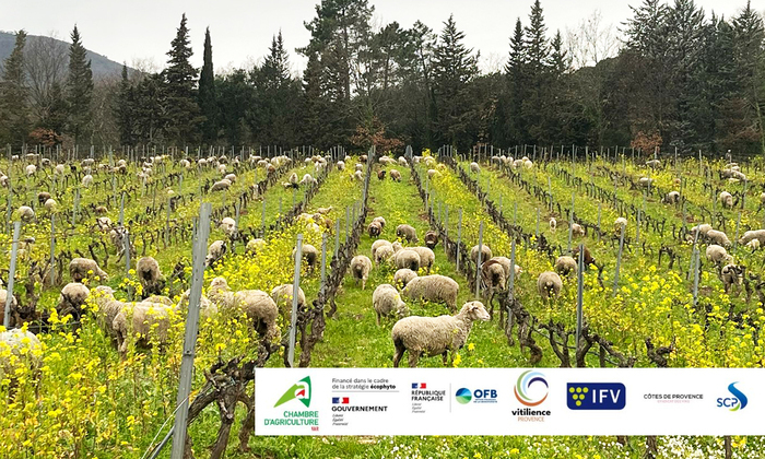 83 - Matinée technique : Vitipastoralisme et Sols viticoles : retours d'expériences en Provence Domaine de La Fouquette Les Mayons