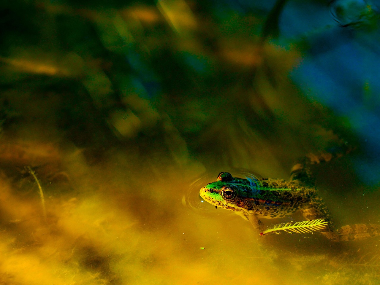 À la découverte des amphibiens du marais de Clussais
