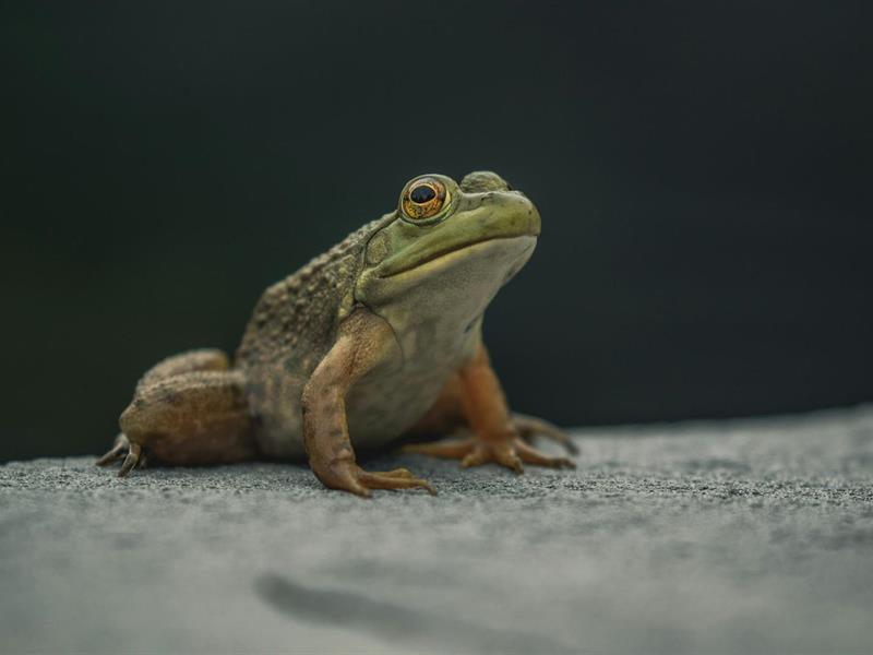 A la découverte des amphibiens
