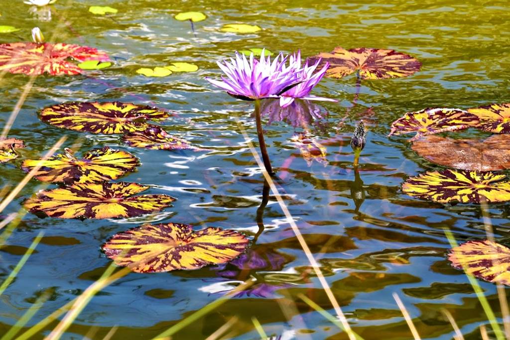 À la découverte des fleurs (II) Bord de Meuse À la découverte des fleurs (II) Bord de Meuse