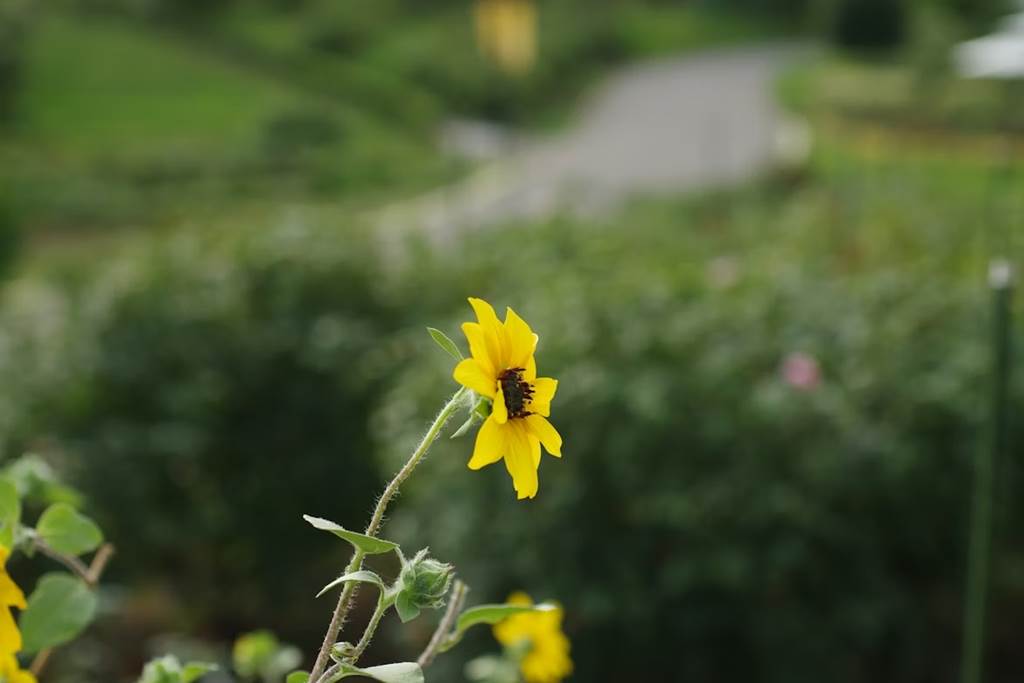 À la découverte des fleurs (IV) La flore estivale des bords de chemins