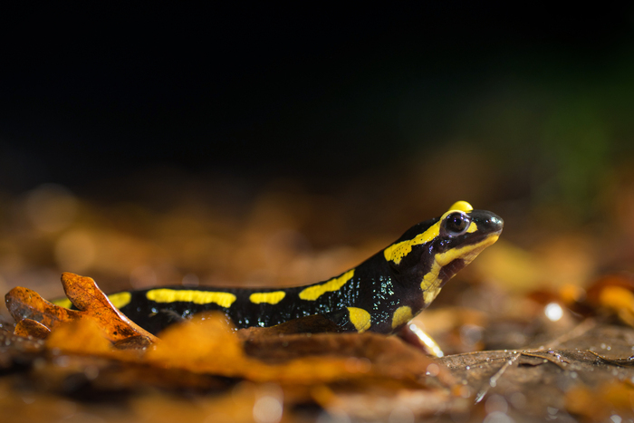 A la rencontre des salamandres Martignas-sur-Jalle - Lieu de départ communiqué par l'association à l'inscription Martignas-sur-Jalle