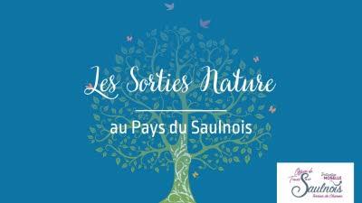 A l'écoute de la forêt