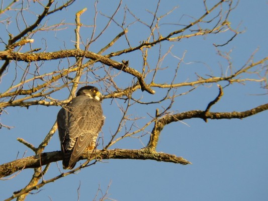 A tire d’aile à la tourbière des Dauges