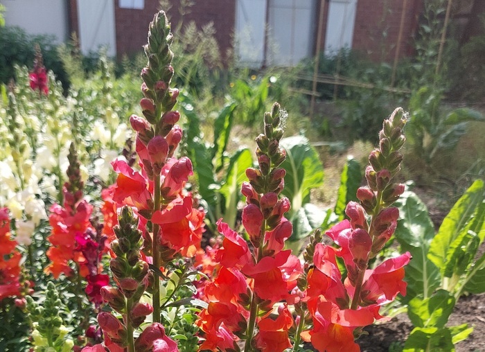Agissons pour les pollinisateurs Ferme pédagogique Marcel Dhénin Lille
