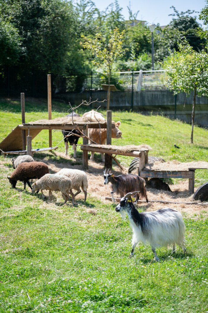 Aidons aux soins des animaux de la Ferme Ferme pédagogique Marcel Dhénin Lille