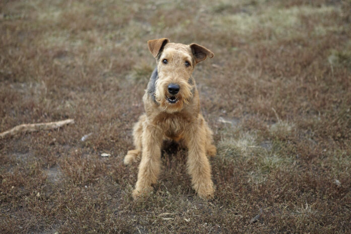 alain Veinstein chien perdu autres chiens retrouvés