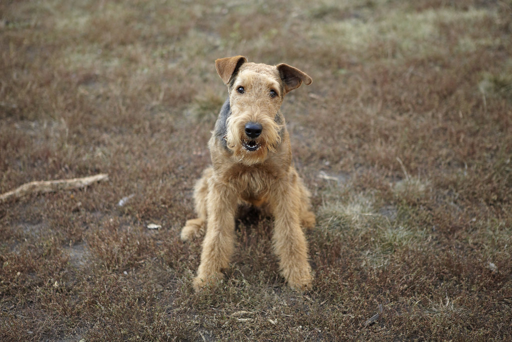 alain Veinstein chien perdu autres chiens retrouvés