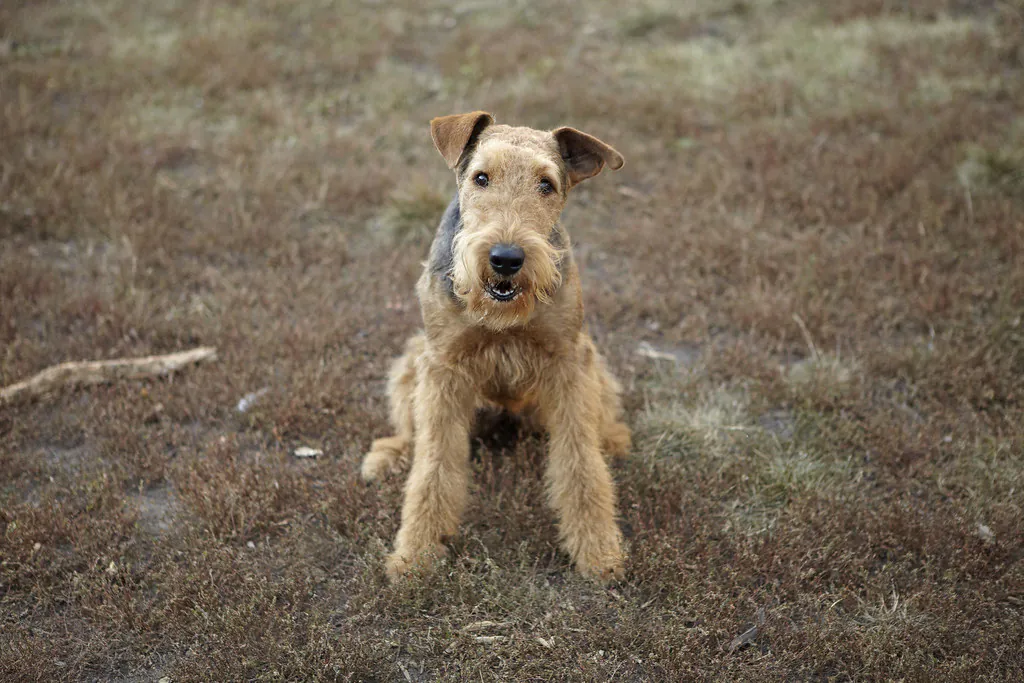 alain Veinstein chien perdu autres chiens retrouvés