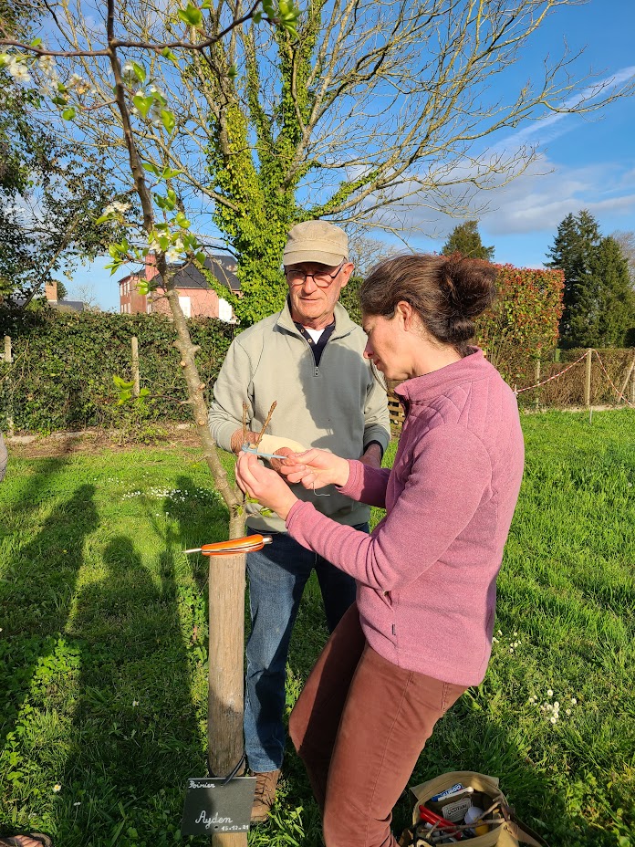 Atelier Apprendre à greffer des arbres fruitiers