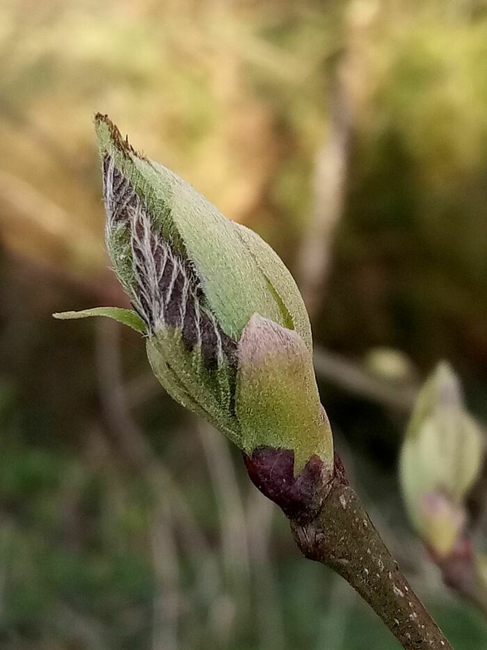 Atelier cueillettes de bourgeons et fabrication de macérats 5 Kermoban