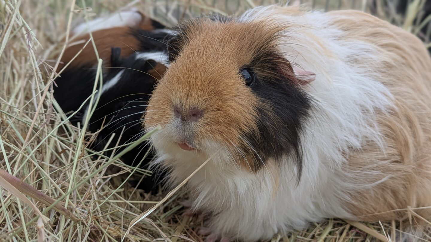 Atelier mini fermier