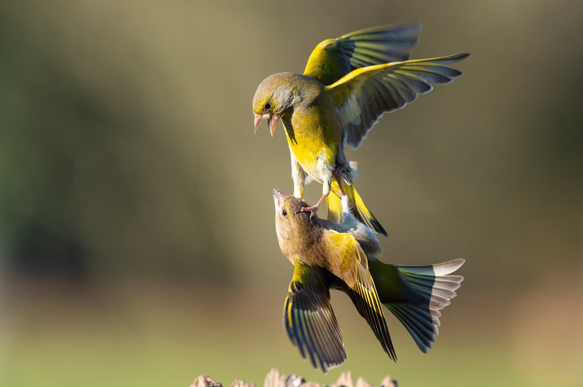 Atelier nature (3-5 ans) A la découverte des oiseaux