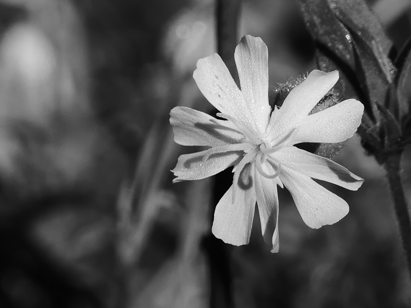 Atelier Photos Le Printemps en Noir & Blanc ? Arboretum des Grandes Bruyères Ingrannes 2026-03-29 Atelier Photos Le Printemps en Noir & Blanc ?