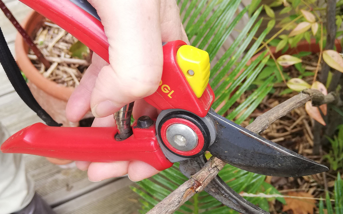 Atelier pratique : taille et bouturage des petits fruitiers Maison du Jardinage et du Compostage PARIS