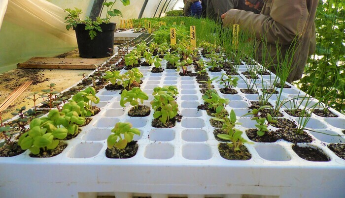 Atelier "Réussir ses semis" Métropole Rouen Normandie Rouen