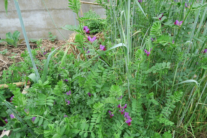 Atelier "Semer des engrais verts au potager" Métropole Rouen Normandie Rouen