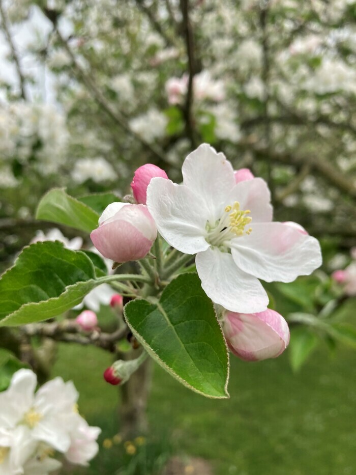 Atelier "tailler ses fruitiers palissés" Métropole Rouen Normandie Rouen