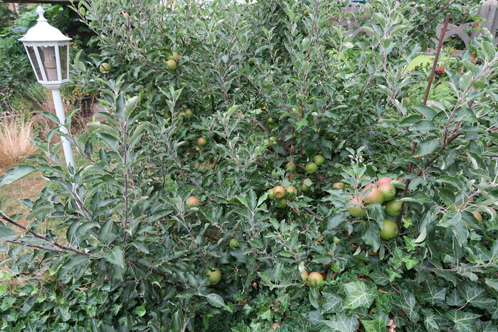 Atelier "Tailler ses pommiers" Métropole Rouen Normandie Rouen