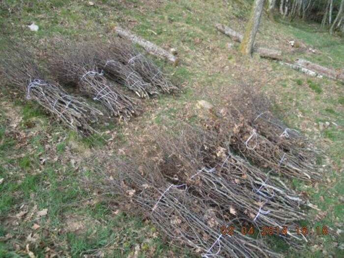 Atelier "Valoriser les branchages issus de la taille" Métropole Rouen Normandie Rouen