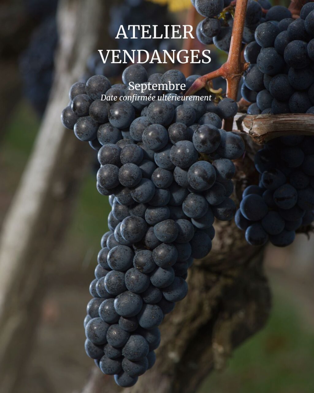 Atelier Vendanges au Château Haut Chaigneau Chemin des Trois Bois Néac