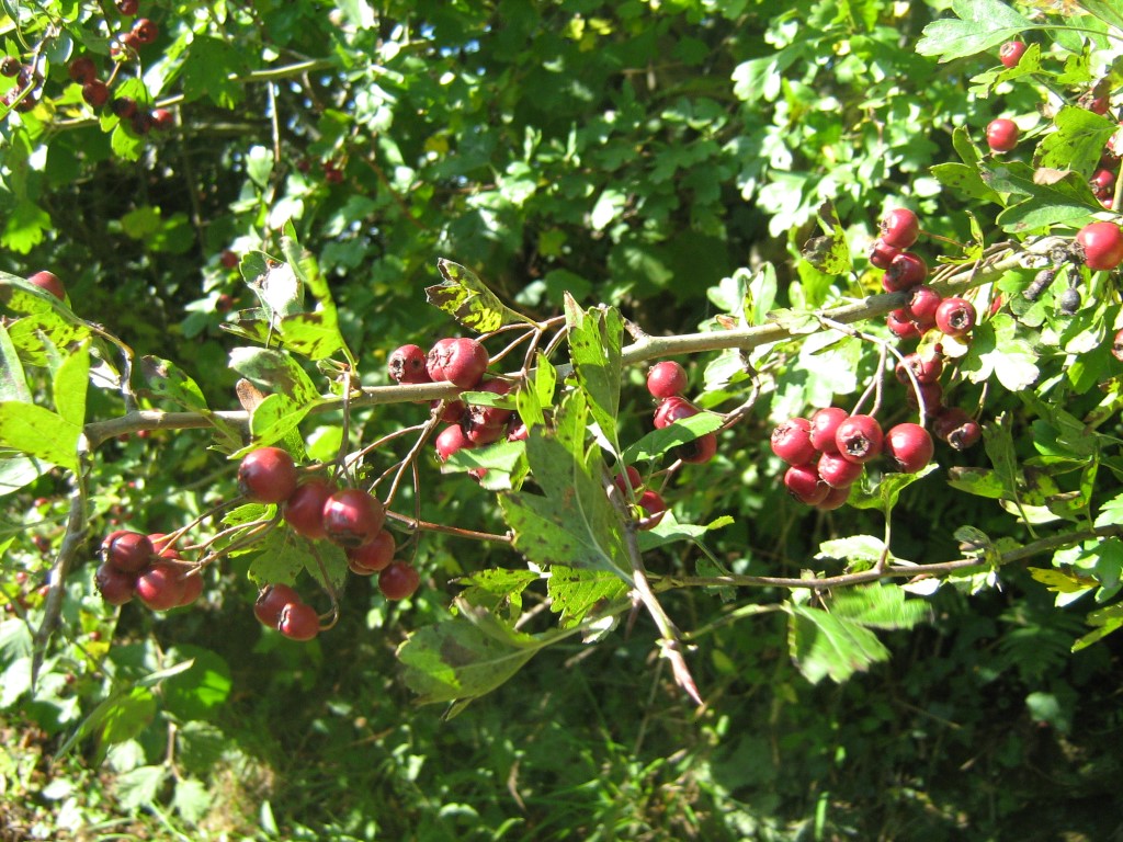 Auprès de mon arbre 7 rue de l’abbaye Hambye 2026-08-05 Auprès de mon arbre
