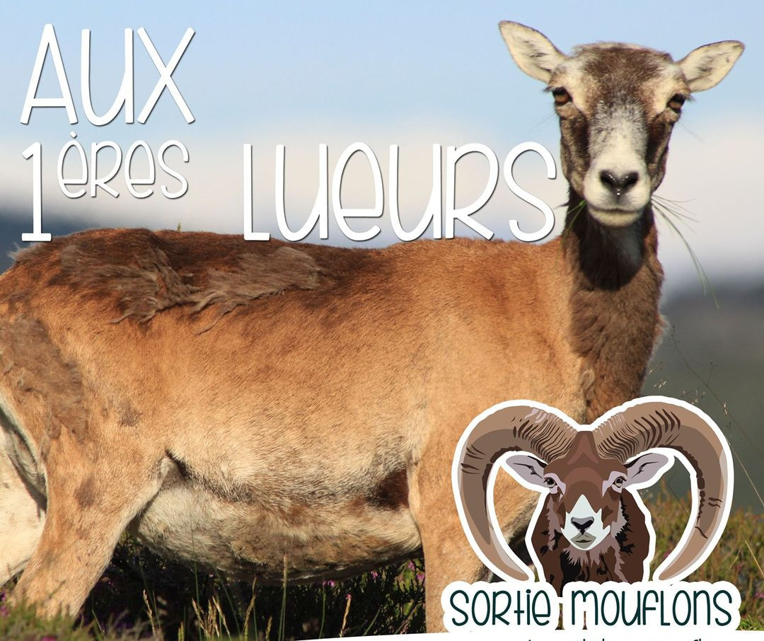 AUX PREMIÈRES LUEURS…