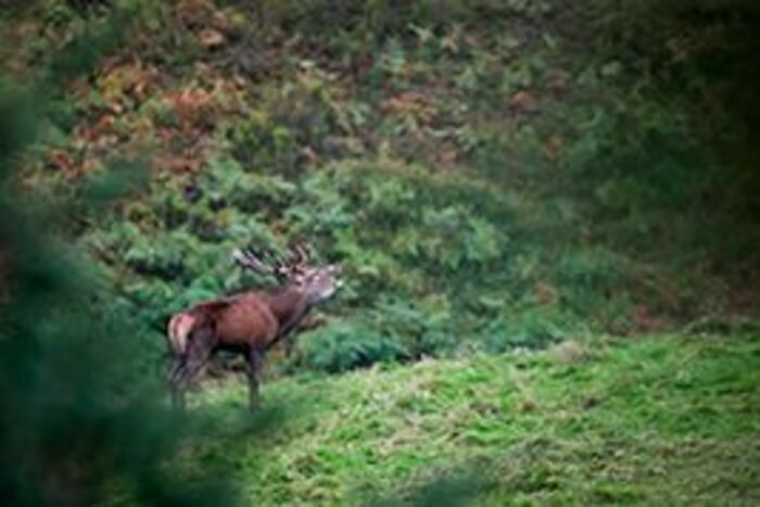 Aventure photo Brame du Cerf Market Argelès Gazost Argelès-Gazost