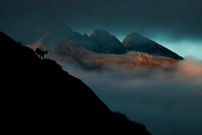 Aventure photo Isard Arrens-Marsous Arrens-Marsous