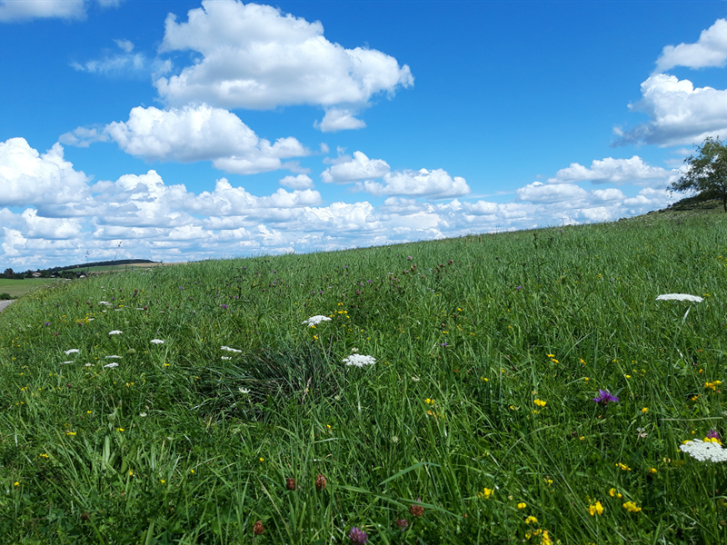 Balade autour des plantes