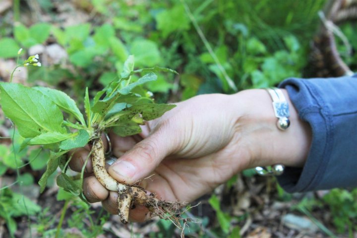 Balade buissonnière et réalisation d'un herbier Ferme-musée du Cotentin