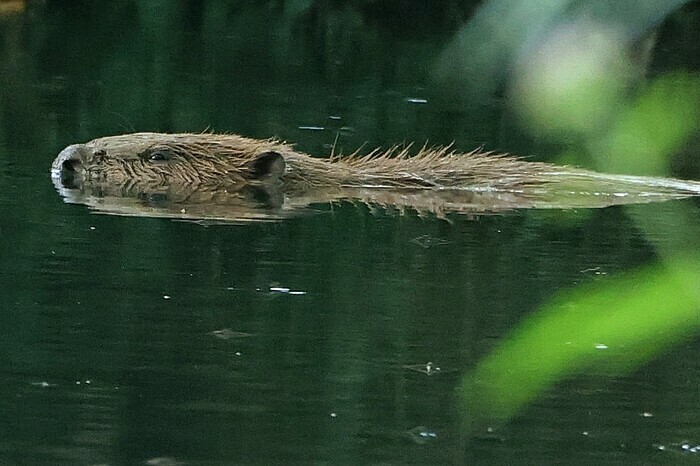 Balade Commentée : Castors et compagnie ! Brousse le chateau Brousse-le-Château Balade Commentée : Castors et compagnie ! Brousse le chateau Brousse-le-Château