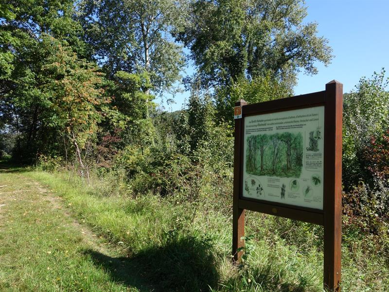 Balade découverte de l'ile de Marckolsheim