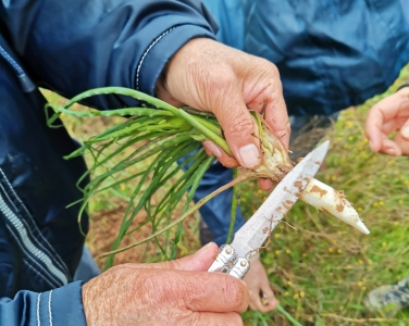 BALADE DÉCOUVERTE SALADES SAUVAGES