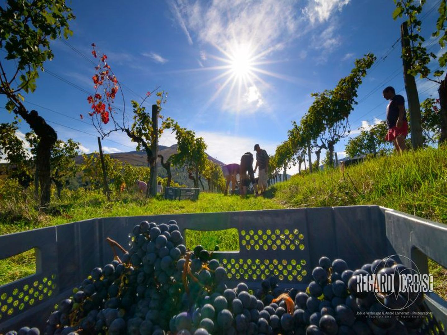 Balade dégustation du domaine viticole Gutizia sur réservation Domaine Gutizia Saint-Étienne-de-Baïgorry 2026-07-21 Balade dégustation du domaine viticole Gutizia sur réservation
