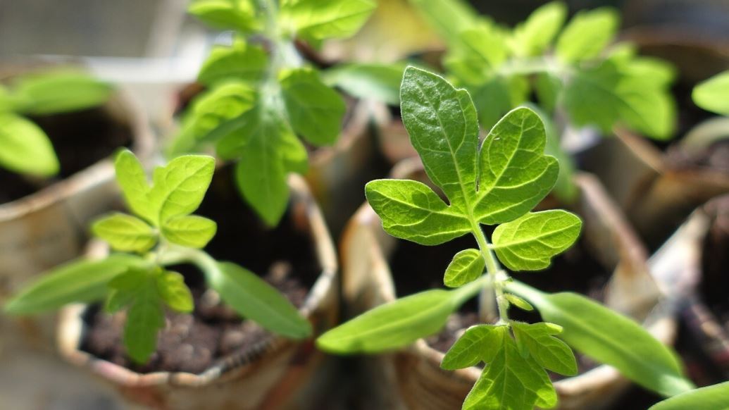 Balade d'initiation aux plantes sauvages comestibles et médicinales